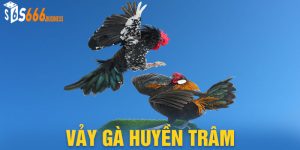 Thông Tin Về Vảy Gà Huyền Trâm Và Ý Nghĩa Trong Chọi Kê